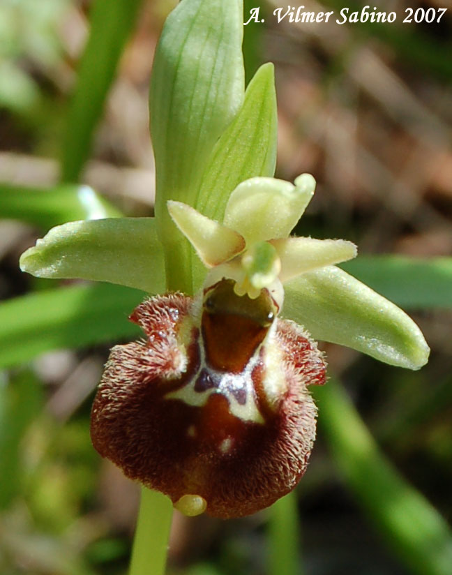 Ophrys parvimaculata