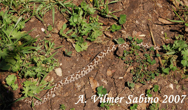 Vipera aspis hugy