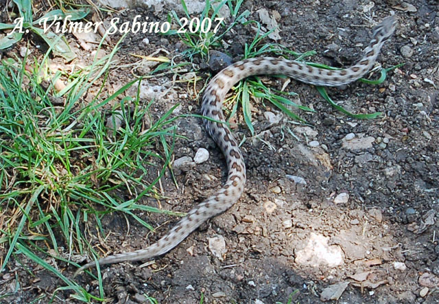 Vipera aspis hugy