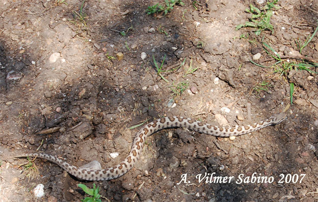 Vipera aspis hugy