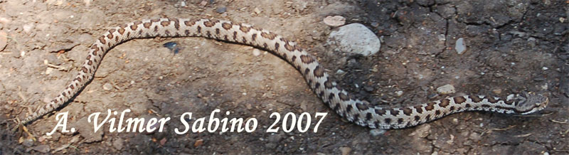 Vipera aspis hugy