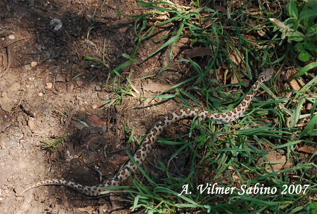 Vipera aspis hugy