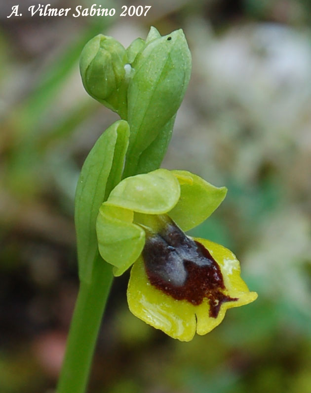 Ophrys sicula