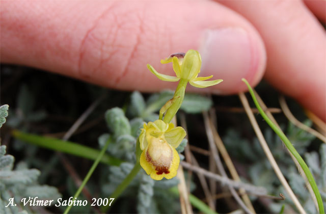 Ophrys sicula