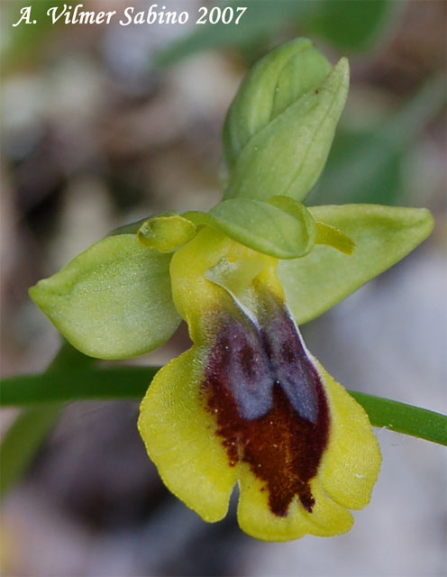 Ophrys sicula