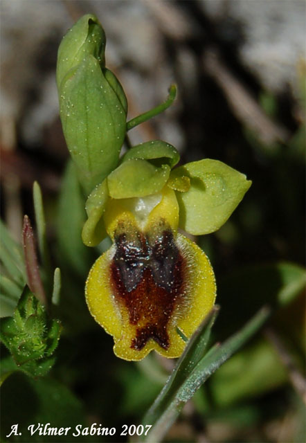Ophrys sicula