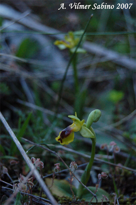 Ophrys sicula