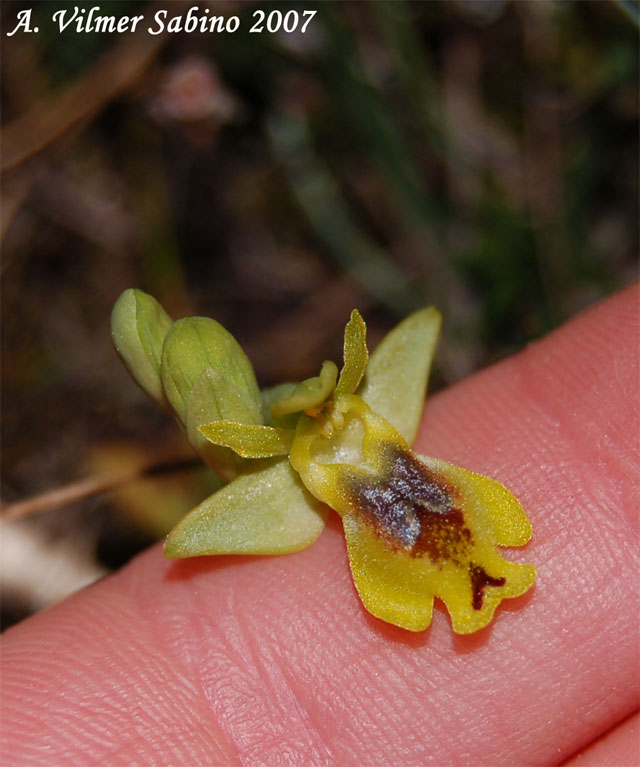 Ophrys sicula
