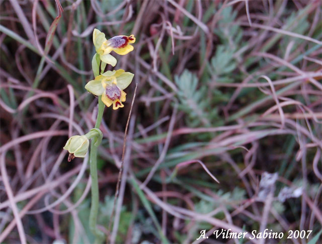 Ophrys sicula