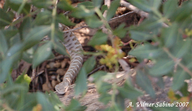 Vipera aspis hugyi
