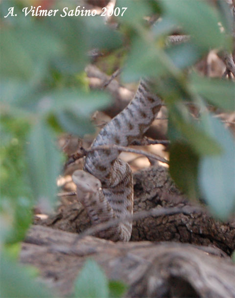 Vipera aspis hugyi