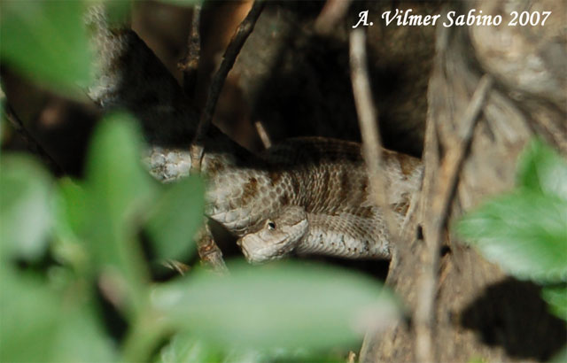 Vipera aspis hugyi