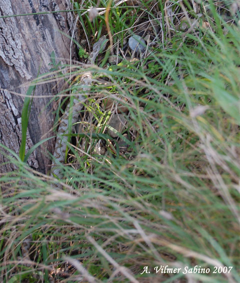 Vipera aspis hugyi