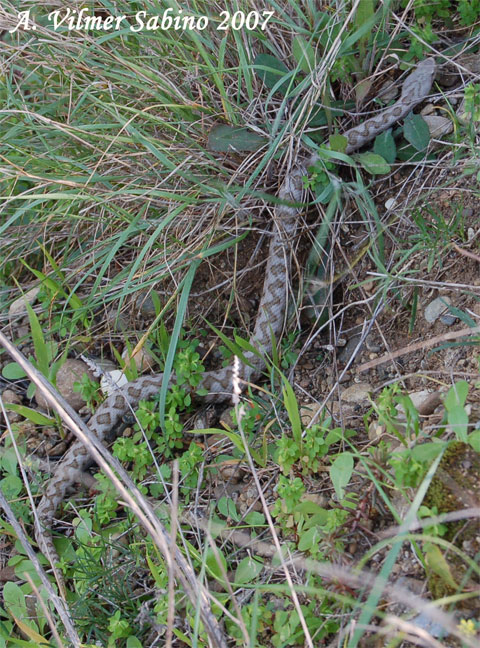 Vipera aspis hugyi