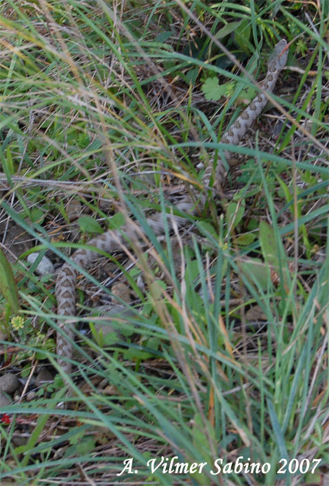 Vipera aspis hugyi
