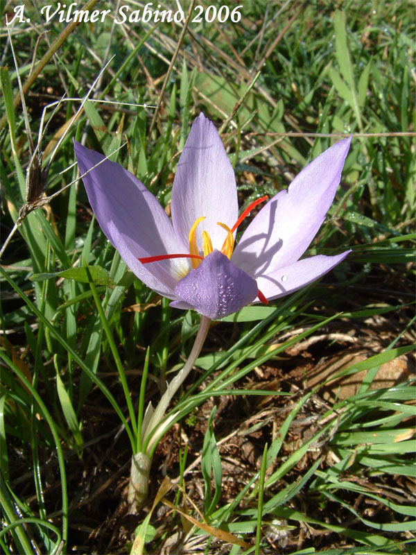 Crocus thomasii / Zafferano di Thomas