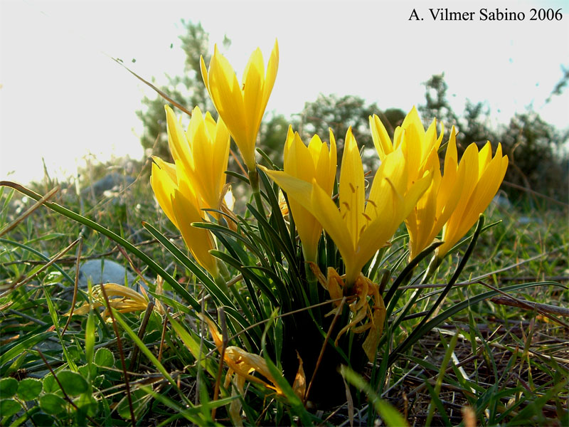 Sternbergia lutea / Zafferanastro giallo