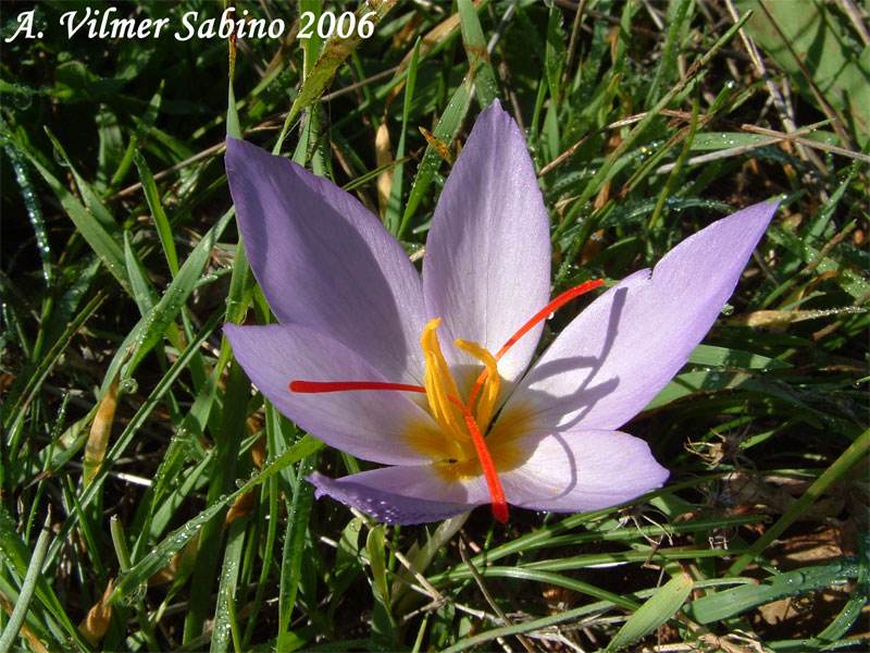 Crocus thomasii / Zafferano di Thomas