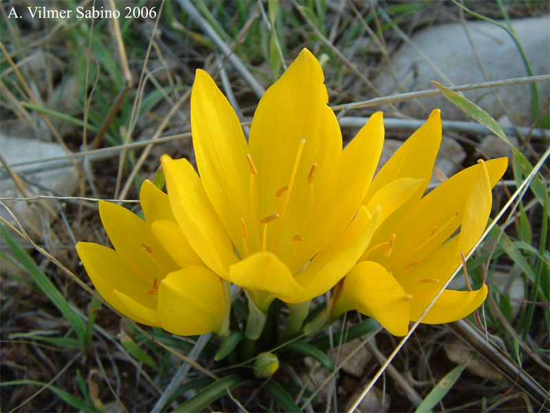 Sternbergia lutea / Zafferanastro giallo