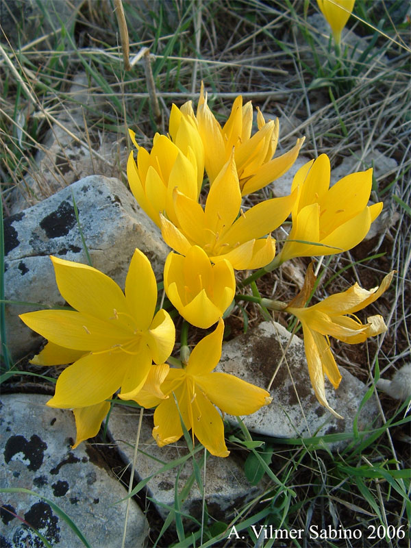 Sternbergia lutea / Zafferanastro giallo