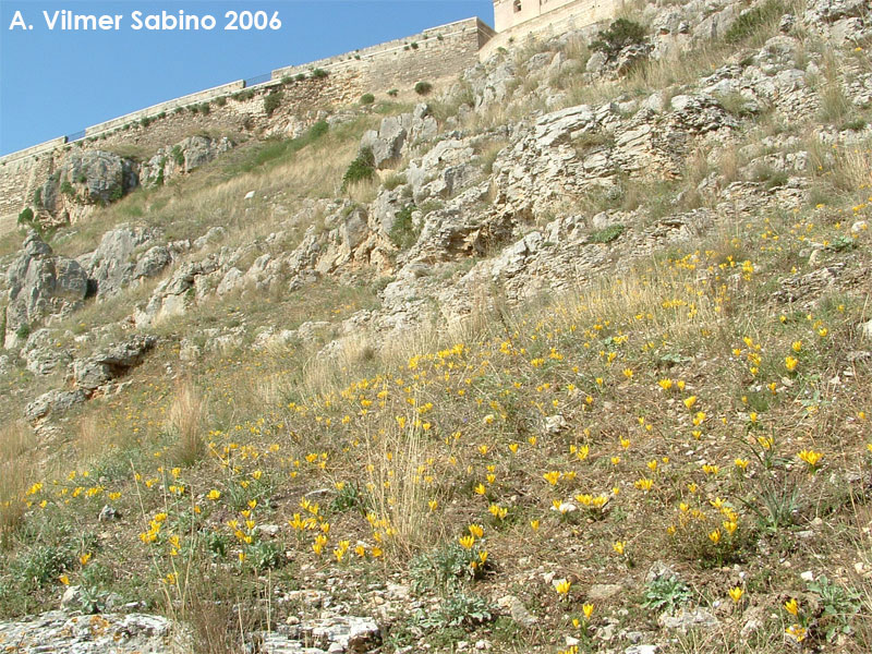 Sternbergia lutea / Zafferanastro giallo