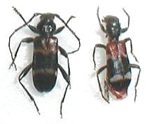 Ritratti (6): Tilloidea unifasciata (Col. Cleridae)