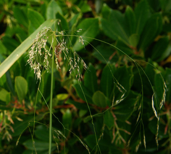 uffa..ancora graminacee