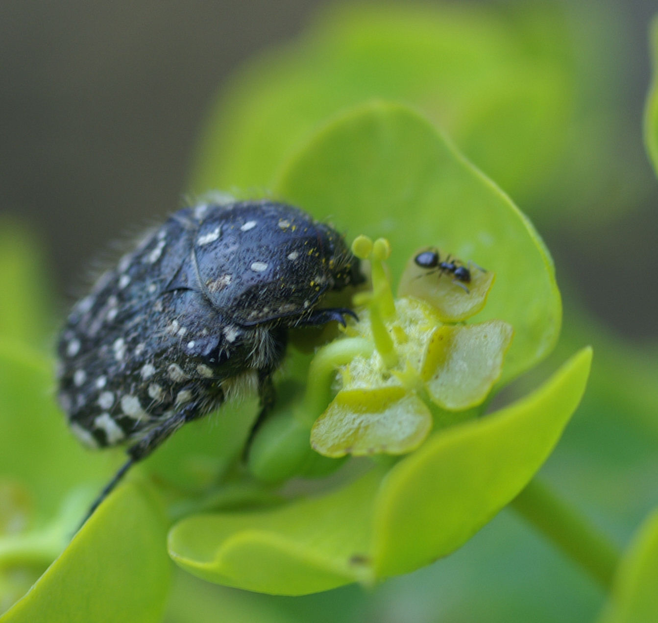 Insetto su euforbia: Oxythyrea funesta  (Col., Cetoniidae)