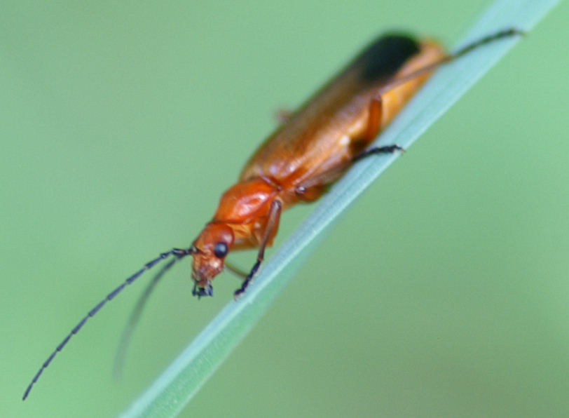 Rhagonycha fulva (Coleoptera, Cantharidae)