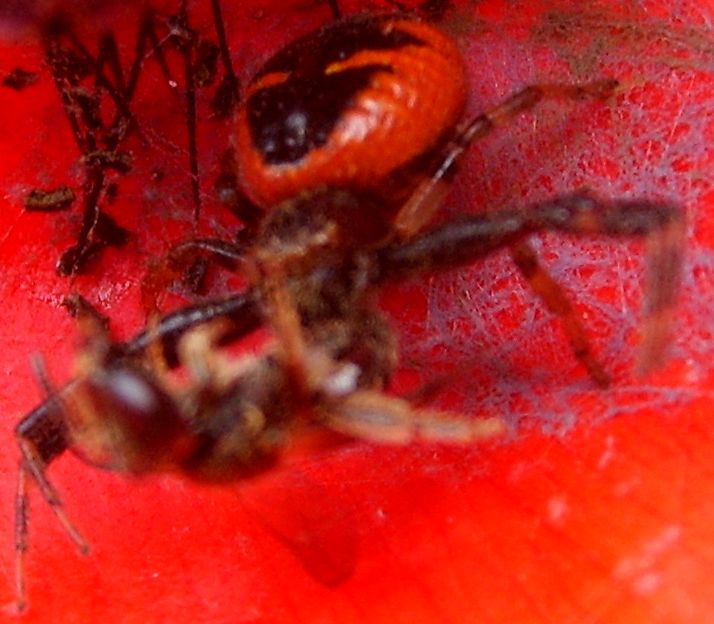 Synaema globosum