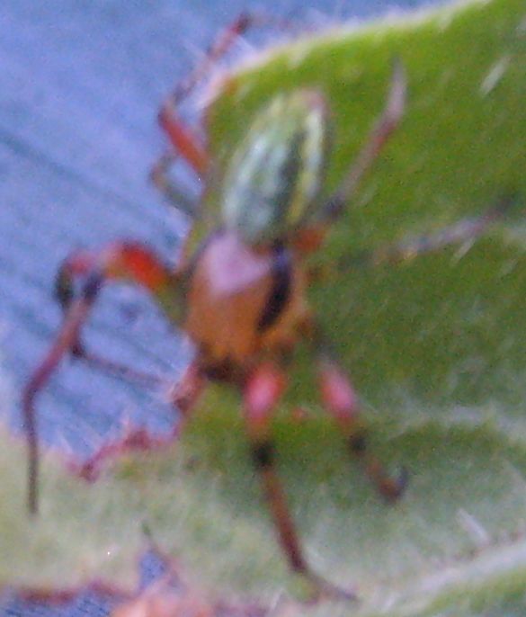 Araniella sp.