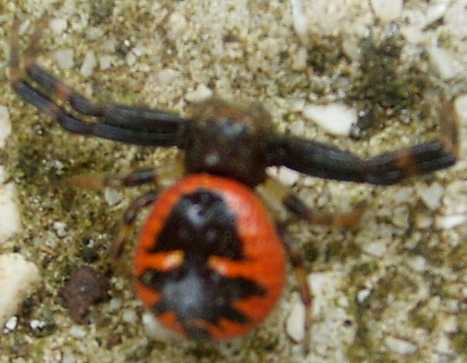 Synaema globosum