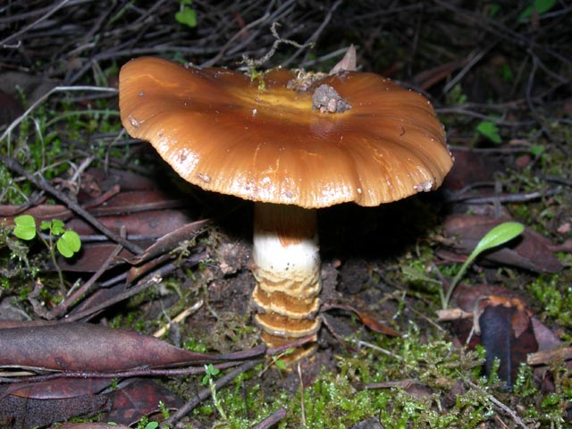Cortinarius trivialis - chiedo conferme