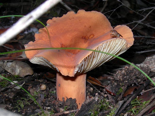 lactarius