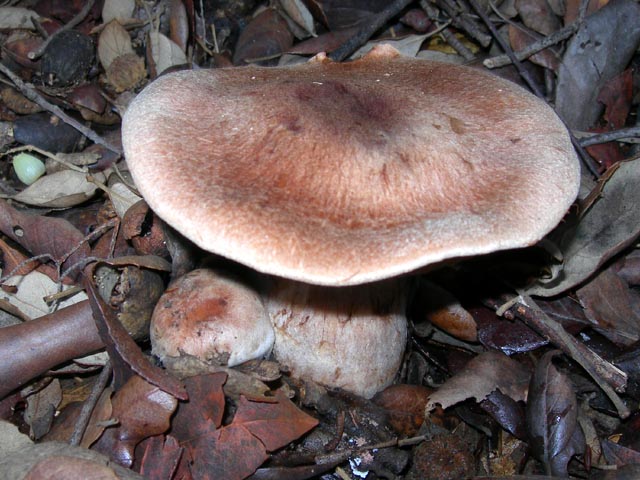 una strana formazione