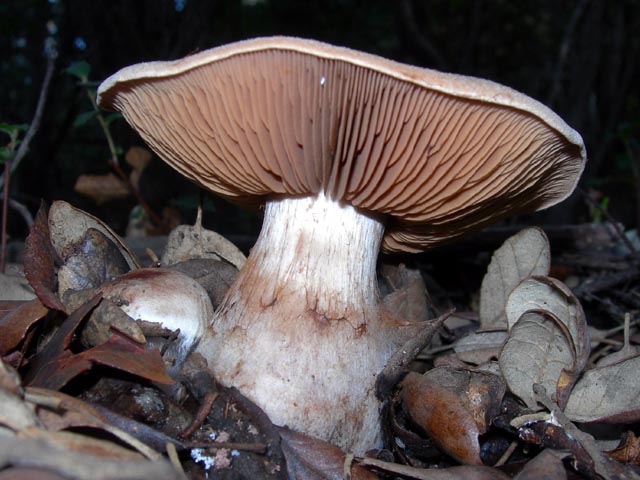 una strana formazione