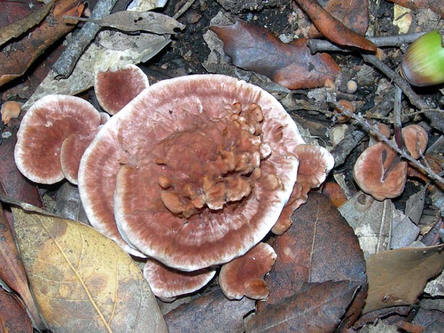 Ganoderma lucidum con sopra?