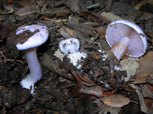 Cortinarius - anche questo non so cosa sia..