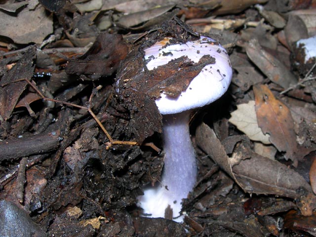 Cortinarius - anche questo non so cosa sia..