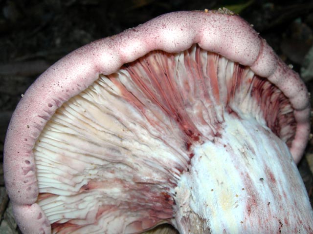 un fungo massiccio (Hygrophorus russula)