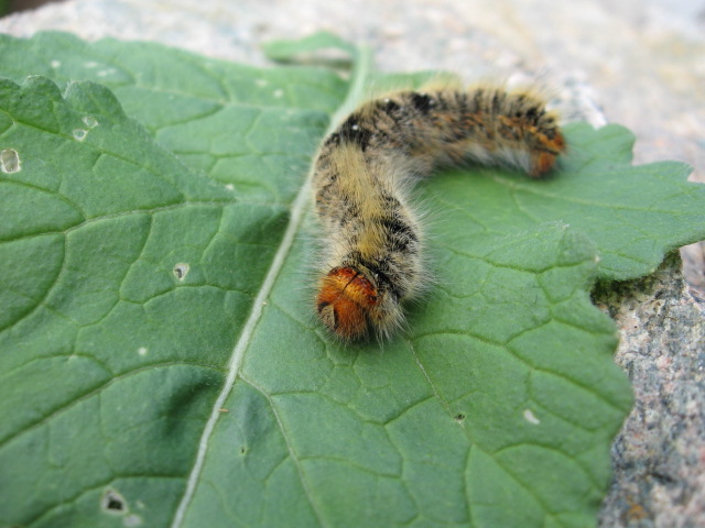 larva di Lasiocampa trifolii