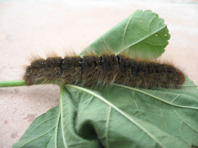 larva di Lasiocampa trifolii