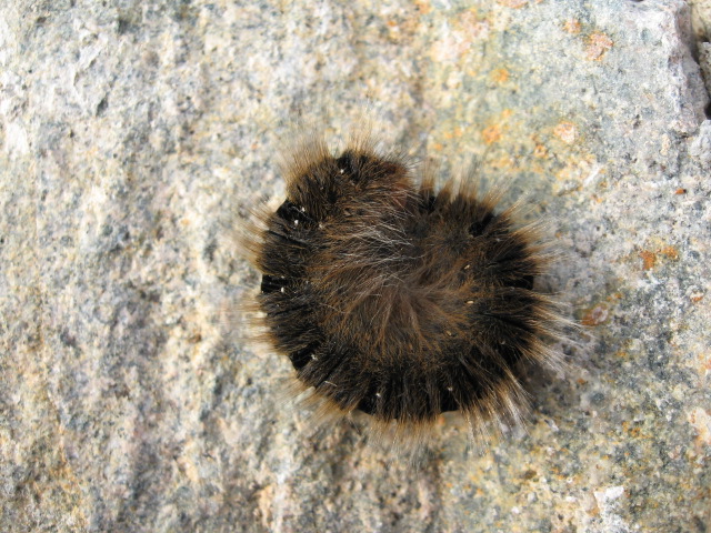 larva di Lasiocampa trifolii