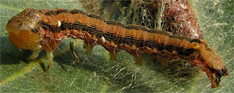 larva di lepidottero Helicoverpa armigera