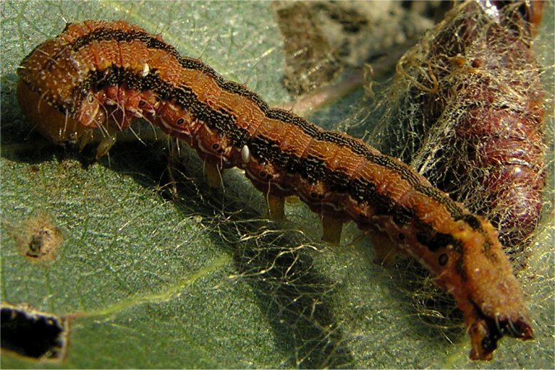 larva di lepidottero Helicoverpa armigera