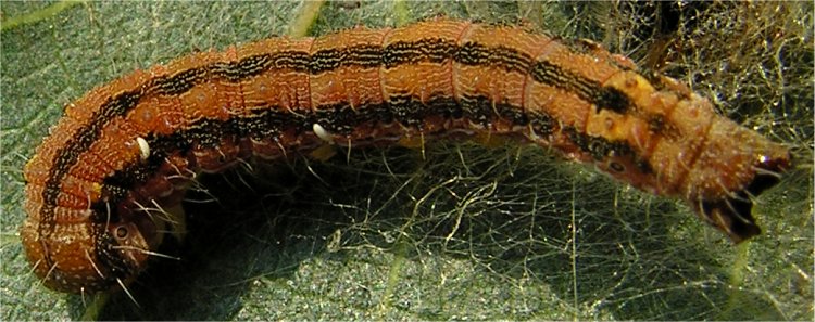 larva di lepidottero Helicoverpa armigera