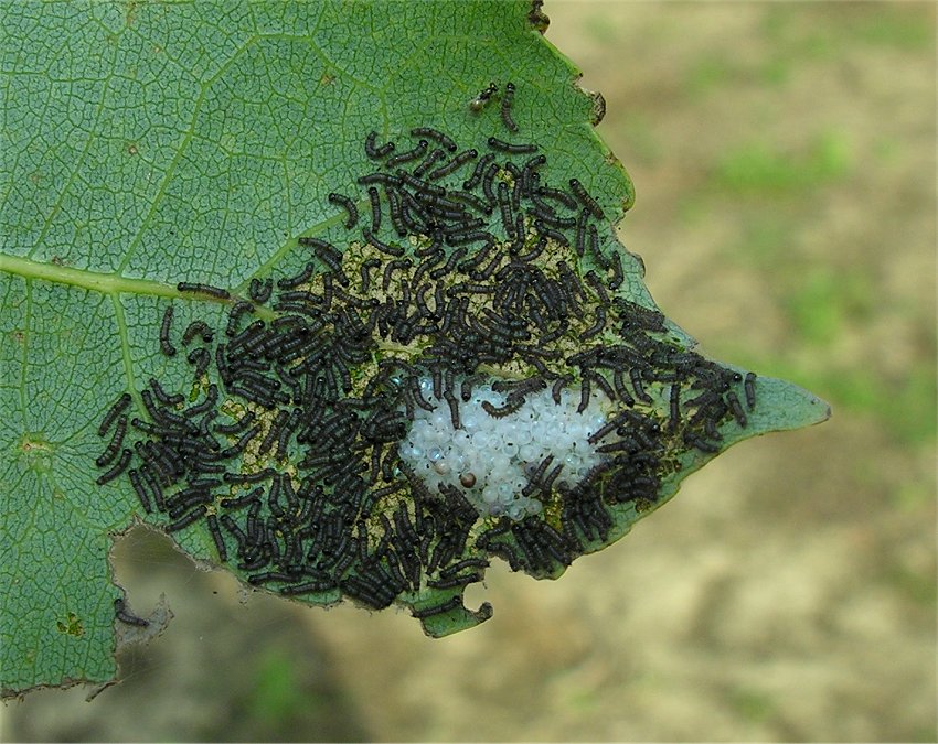 larve di lepidottero defoliatore: Clostera anastomosis