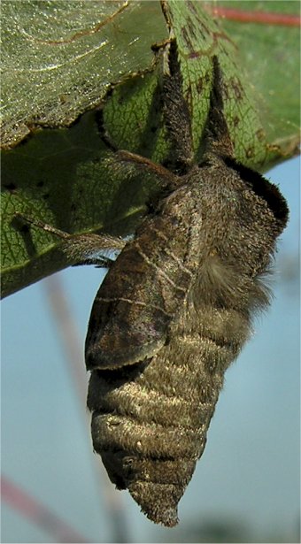 larve di lepidottero defoliatore: Clostera anastomosis