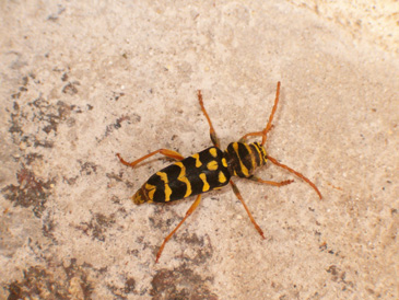 Plagionotus arcuatus mordace