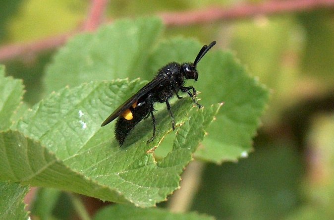 Scolia hirta (Hymenoptera, Scoliidae)